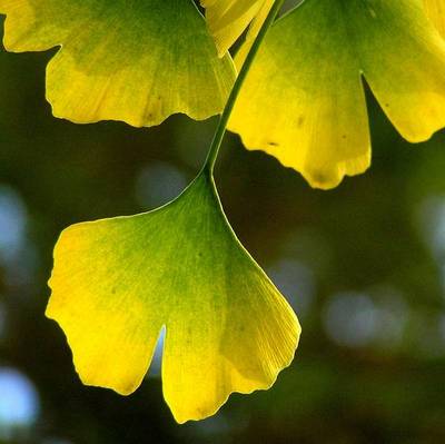 GINKGO BILOBA